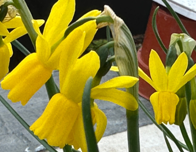 Narcissus jonquilla 'Little Emma'